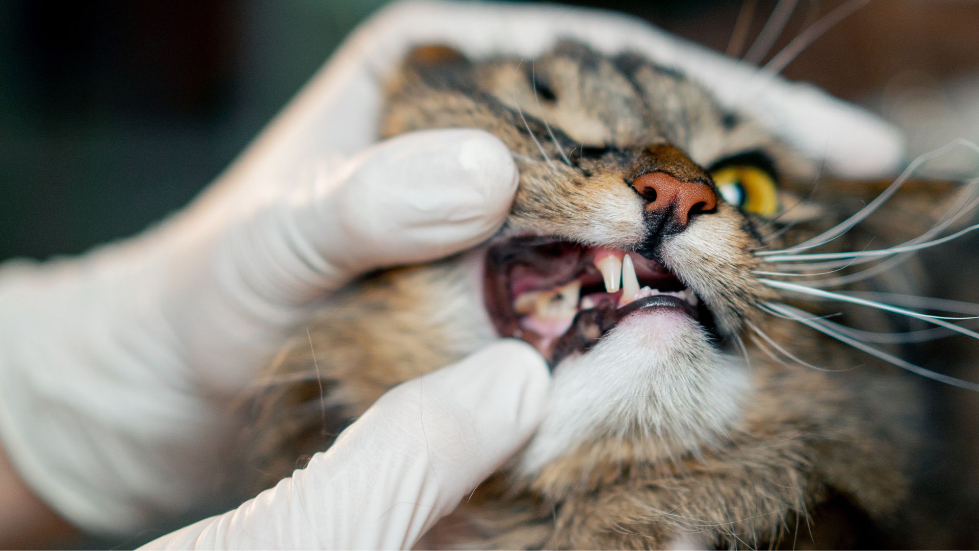 Dentistry and Oral Radiographs